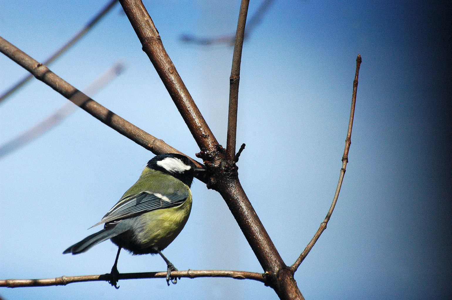 Valokuvaaja: Paavo Siukonen