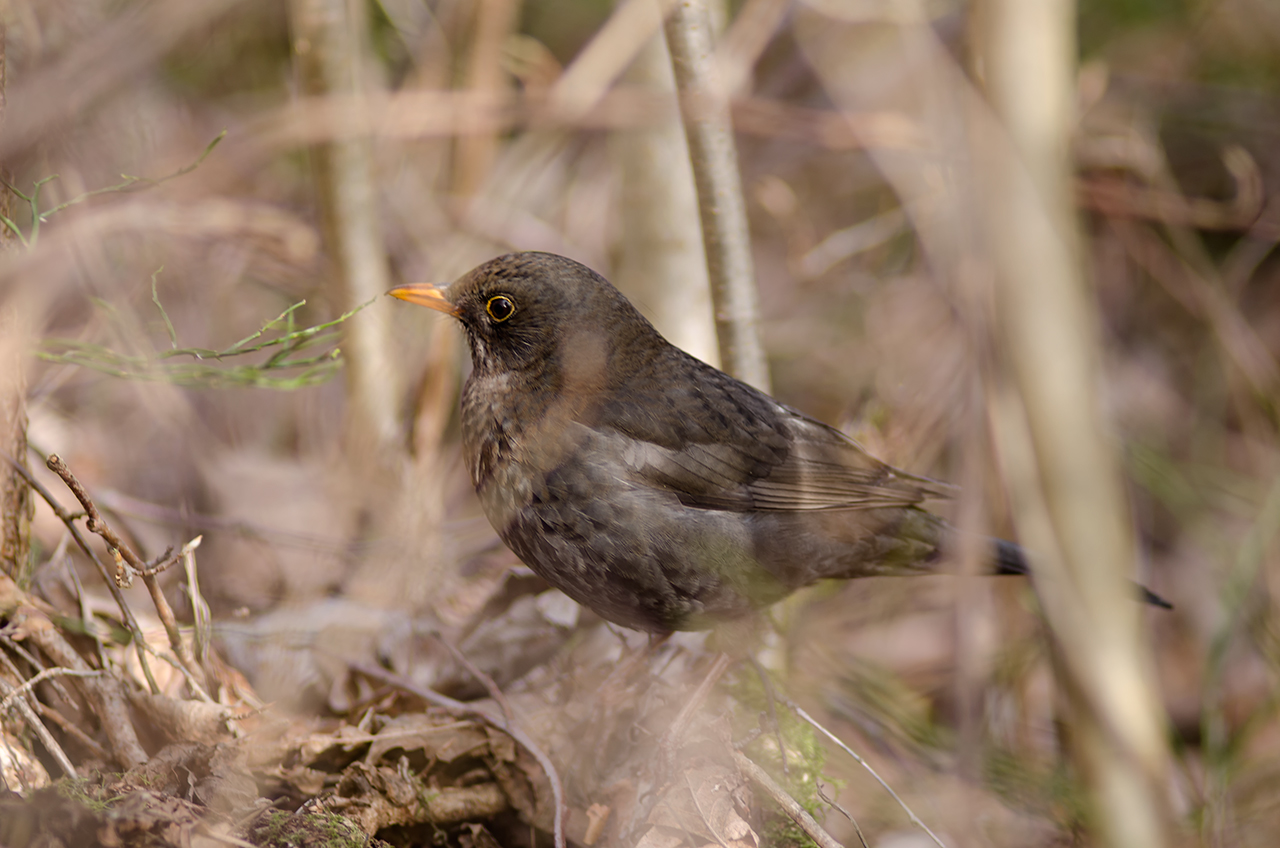 Valokuvaaja: Pasi Markkanen
