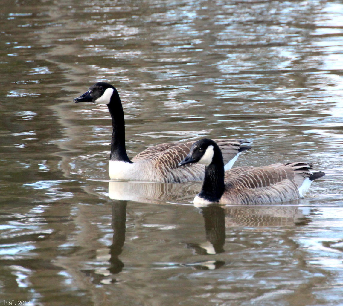 Valokuvaaja: Irja Lehtinen
