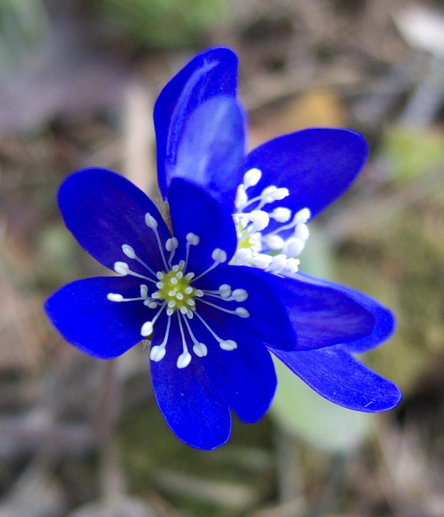 Valokuvaaja: Lasse Rajamäki