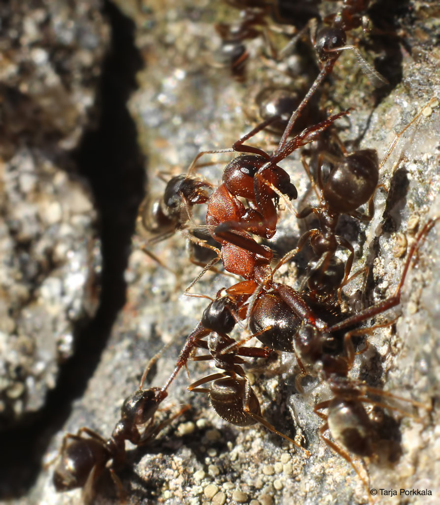 Valokuvaaja: Tarja Porkkala