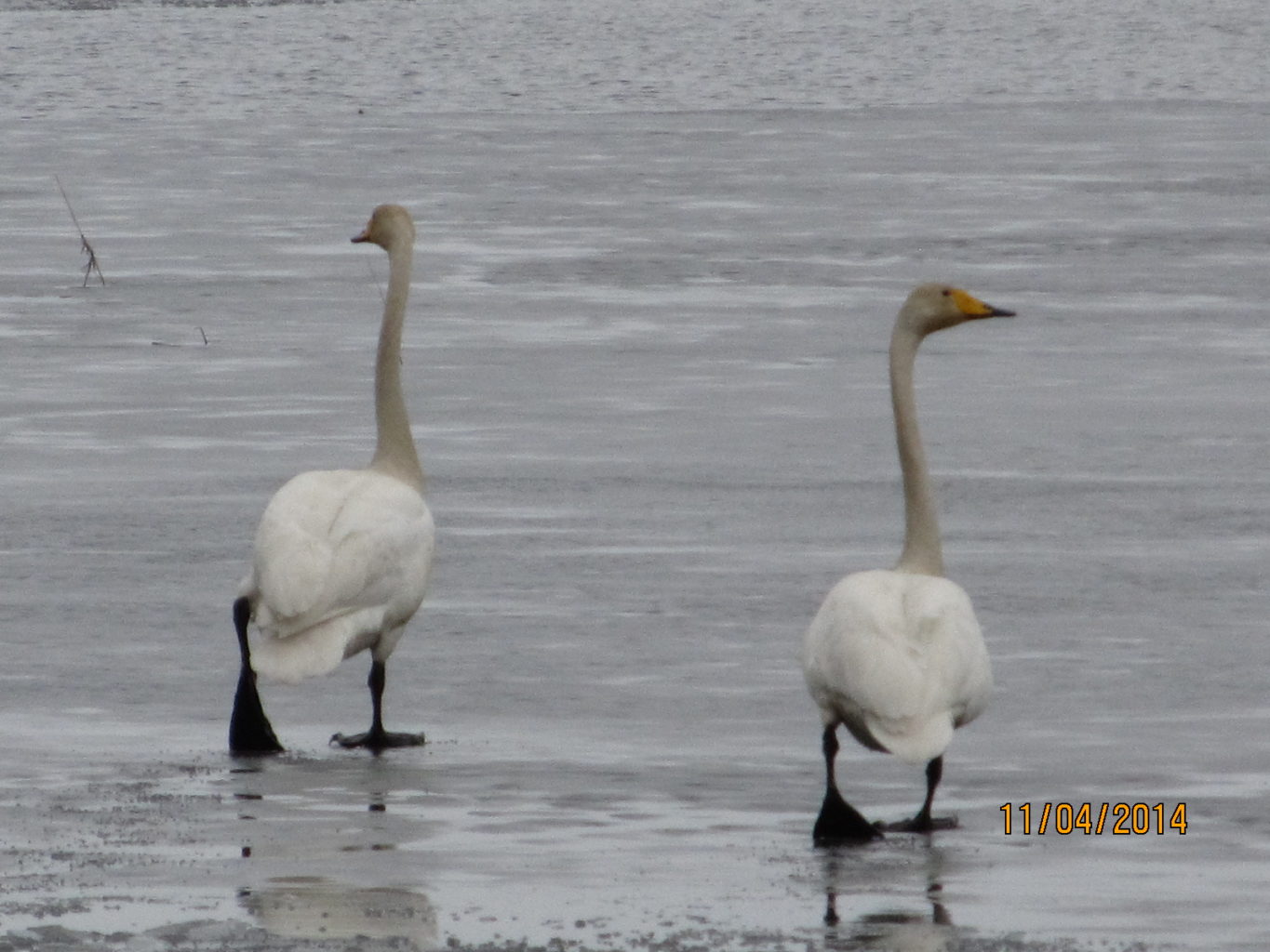 Valokuvaaja: Tuula Makkonen Valokuvaaja: Tuula Makkonen