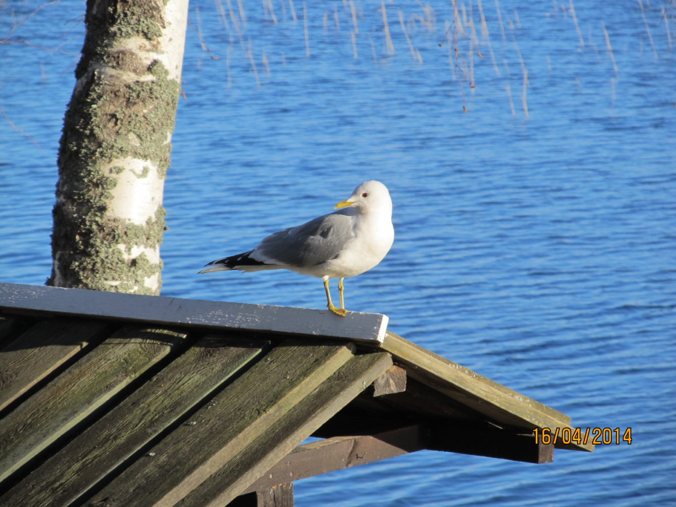 Valokuvaaja: Tuula Makkonen
