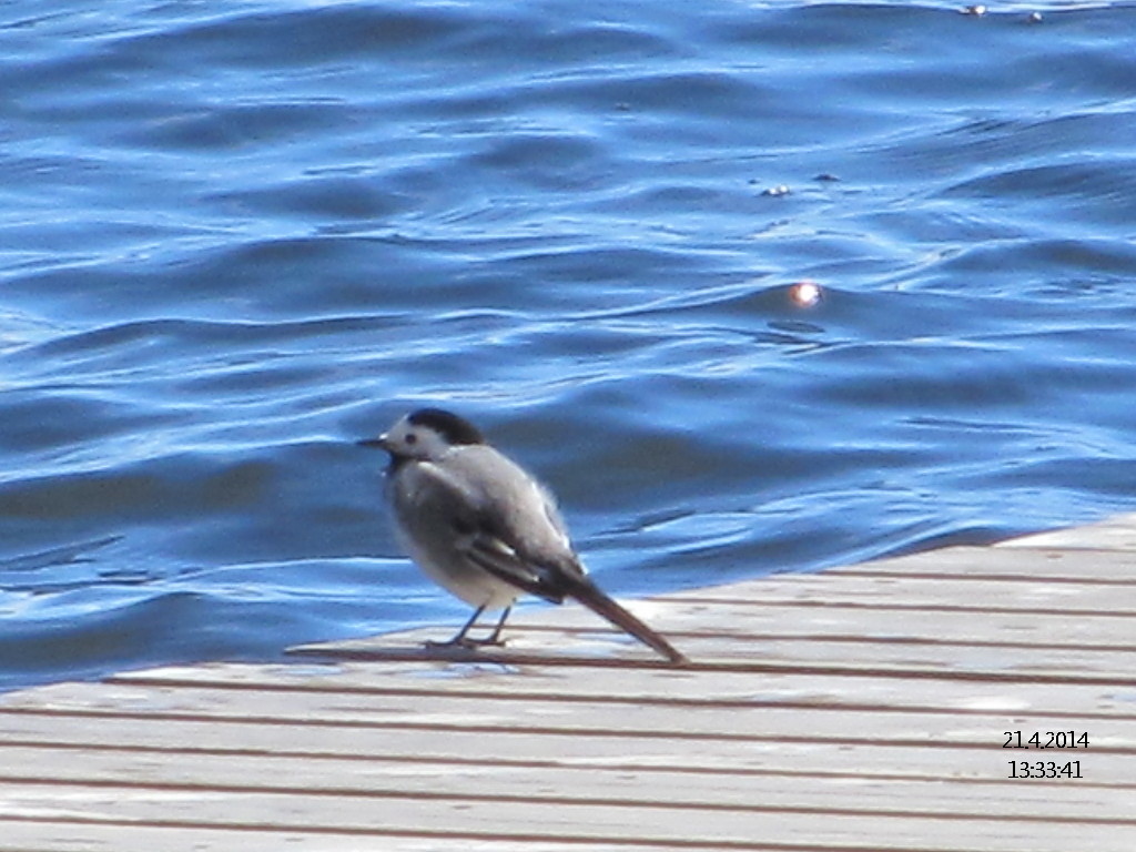 Valokuvaaja: Tuula Makkonen