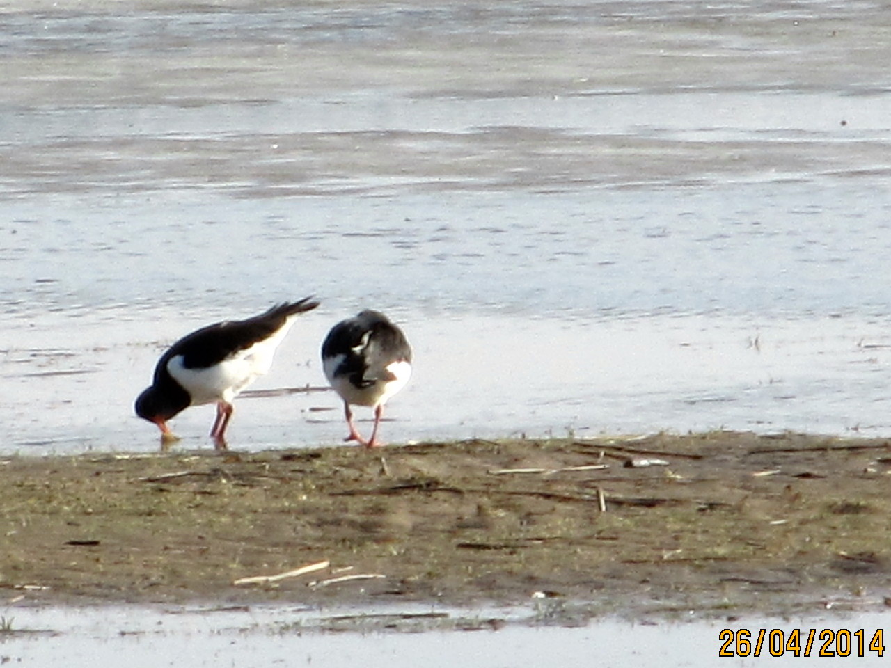 Valokuvaaja: Tuula Makkonen