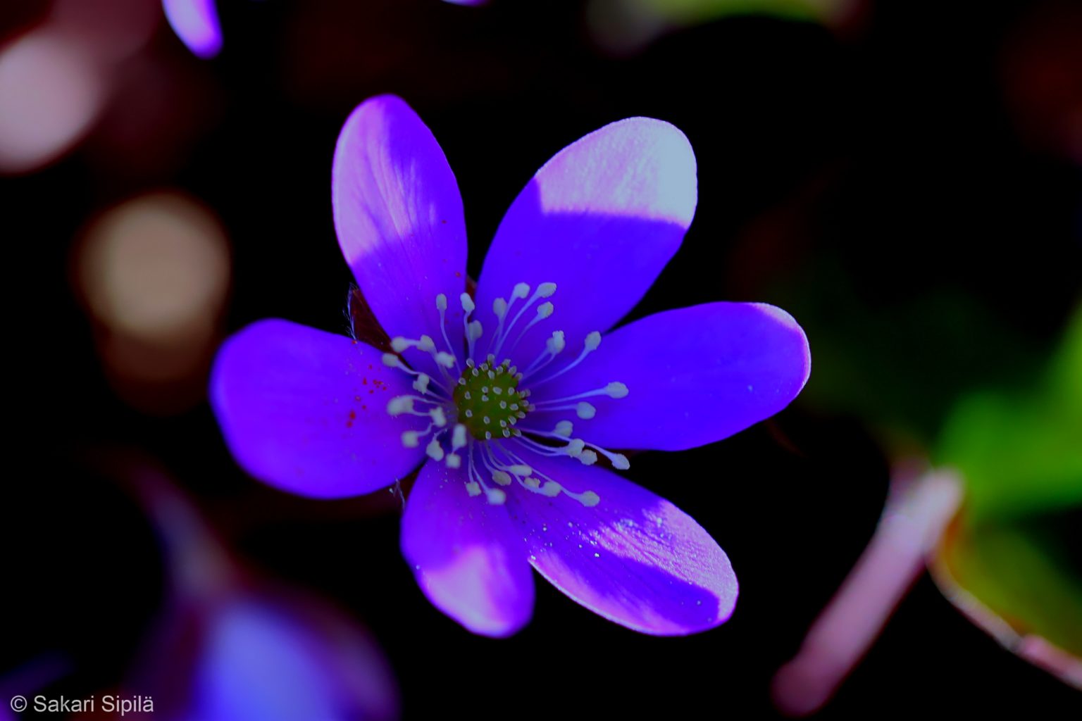 Valokuvaaja: Sakari Sipilä