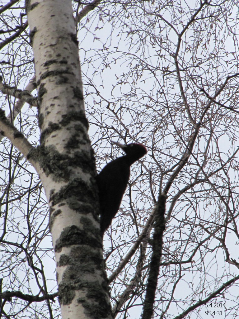 Valokuvaaja: Tuula Makkonen