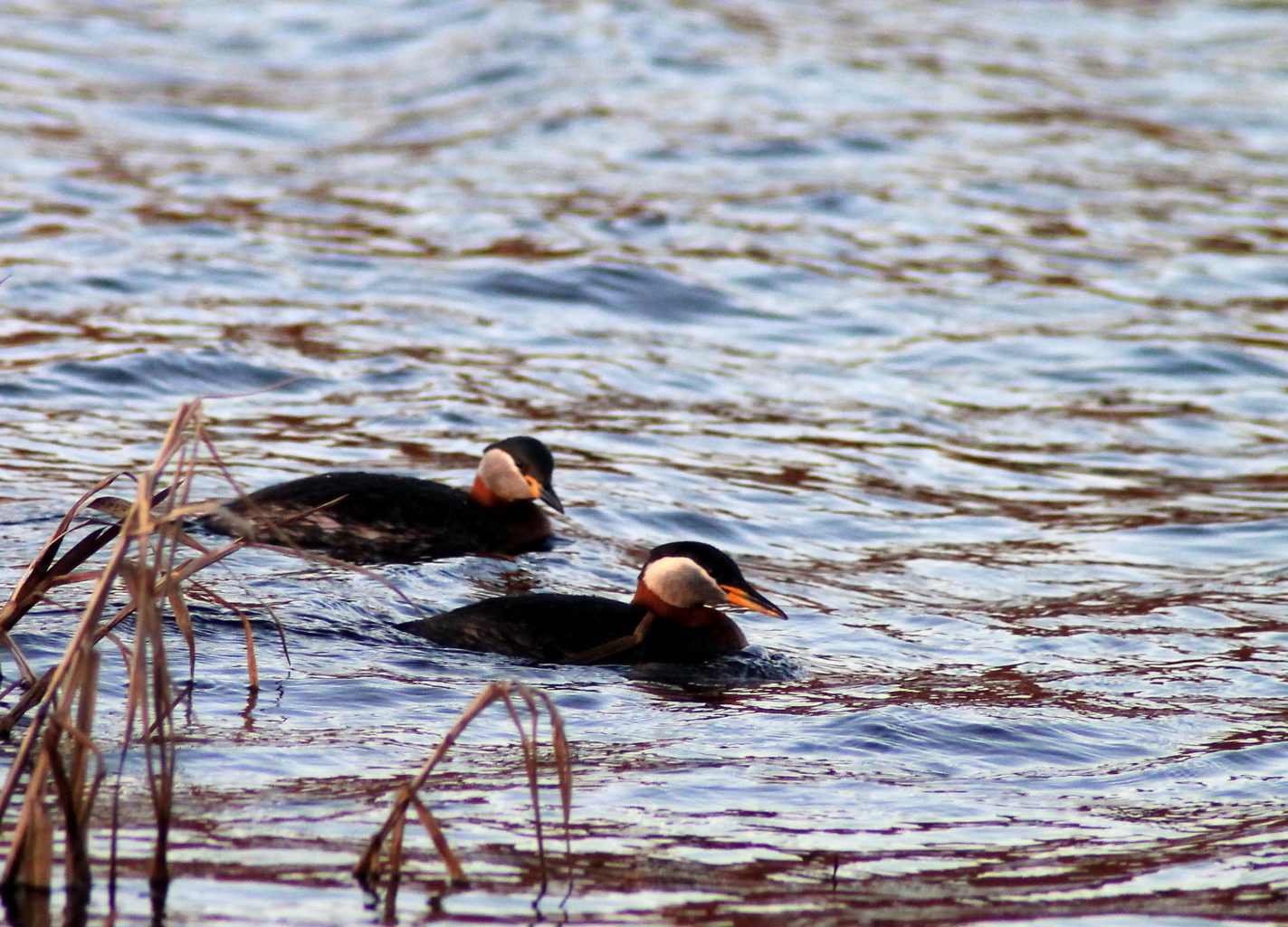 Valokuvaaja: Satu Kuntola