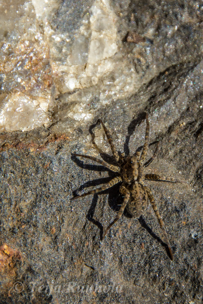 Valokuvaaja: Teija Ruuhola