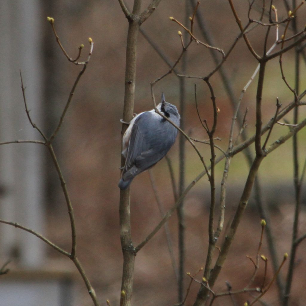 Valokuvaaja: sisko kuosmanen