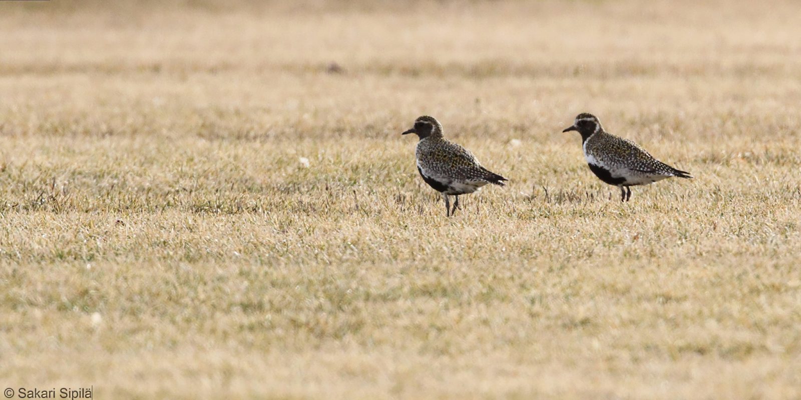 Valokuvaaja: Sakari Sipilä