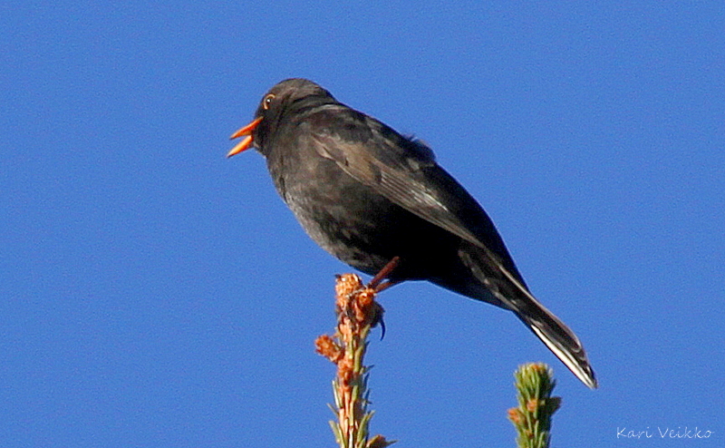 Valokuvaaja: Kari Veikko