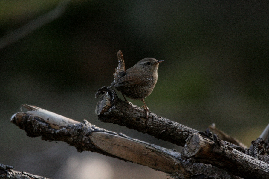 Valokuvaaja: Mika Puhakka