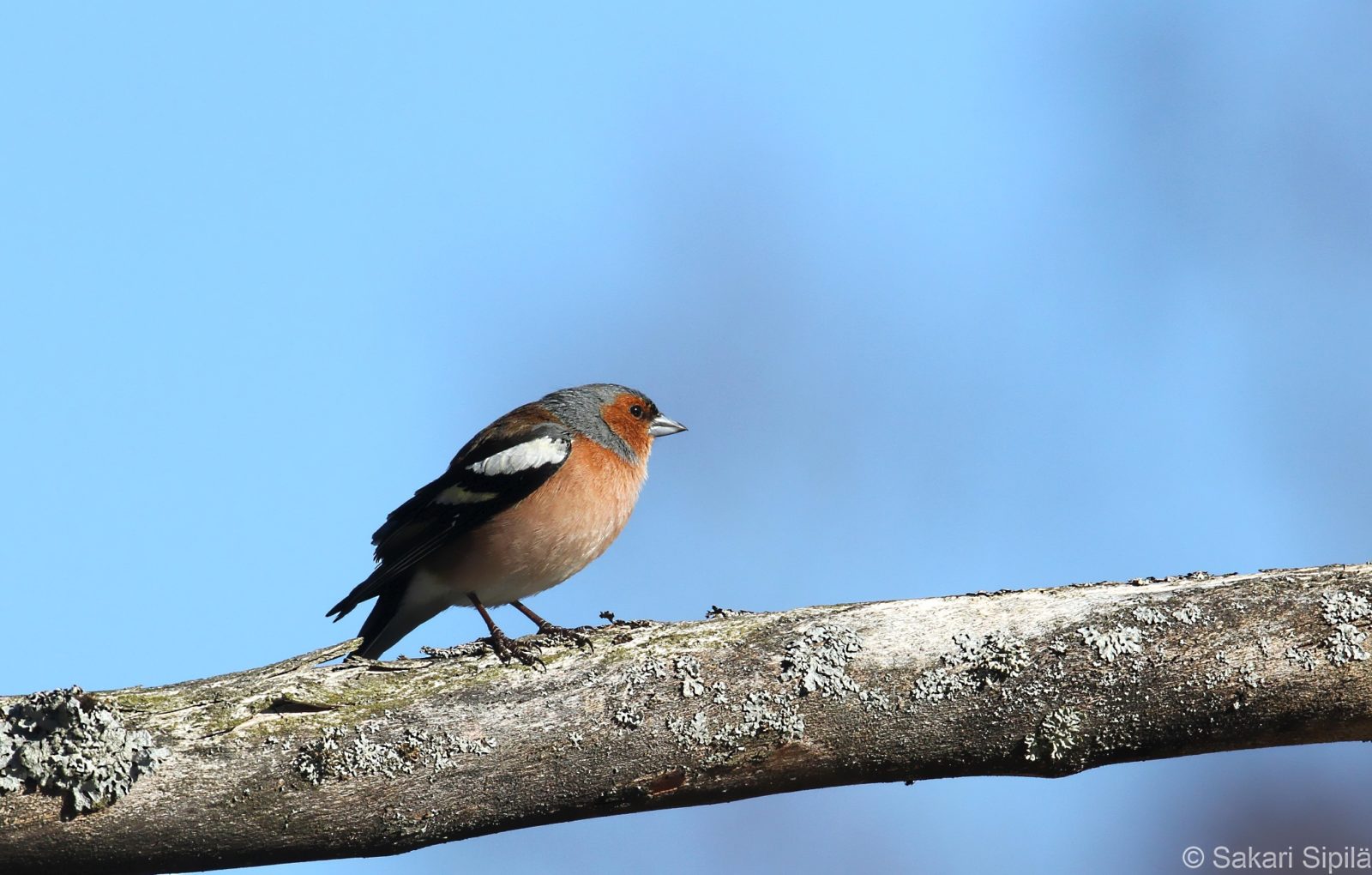 Valokuvaaja: Sakari Sipilä
