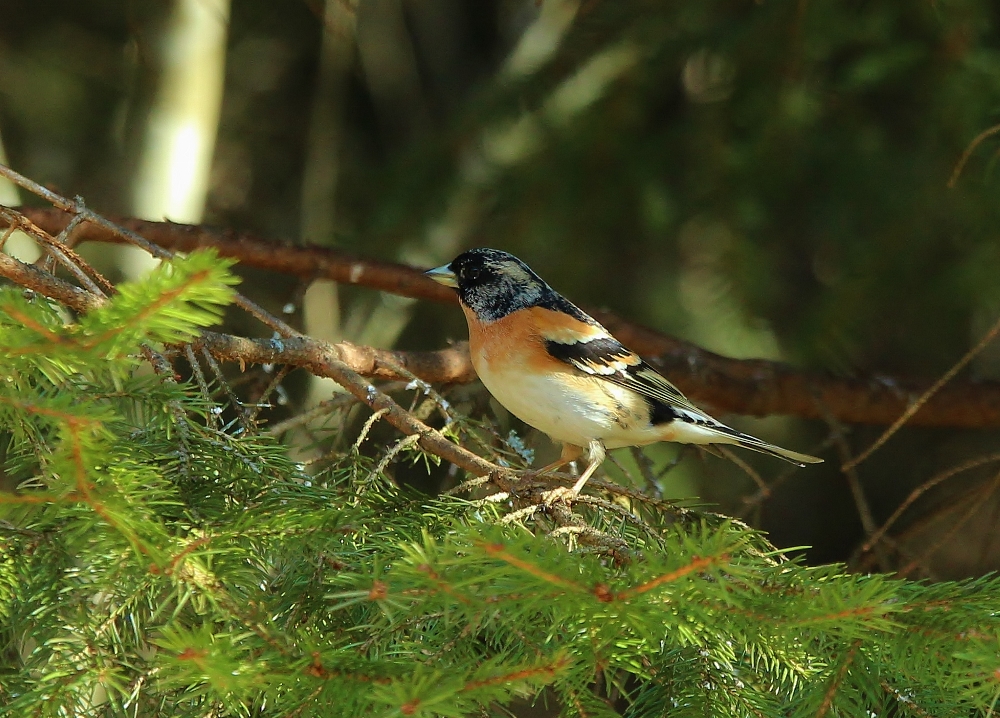 Valokuvaaja: Tuula Pirnes