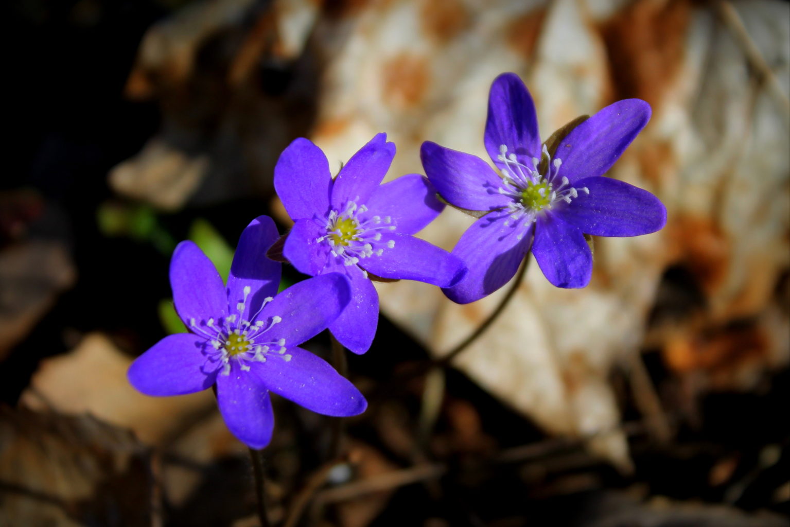 Valokuvaaja: Paula Savelius