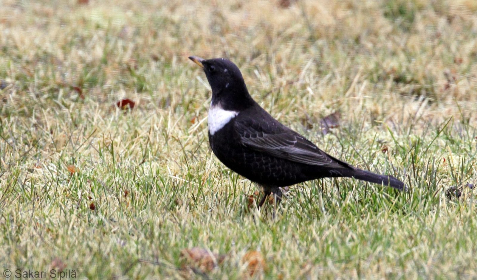 Valokuvaaja: Sakari Sipilä