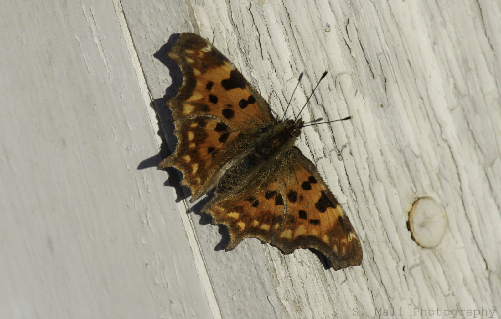 Valokuvaaja: Satu Mali