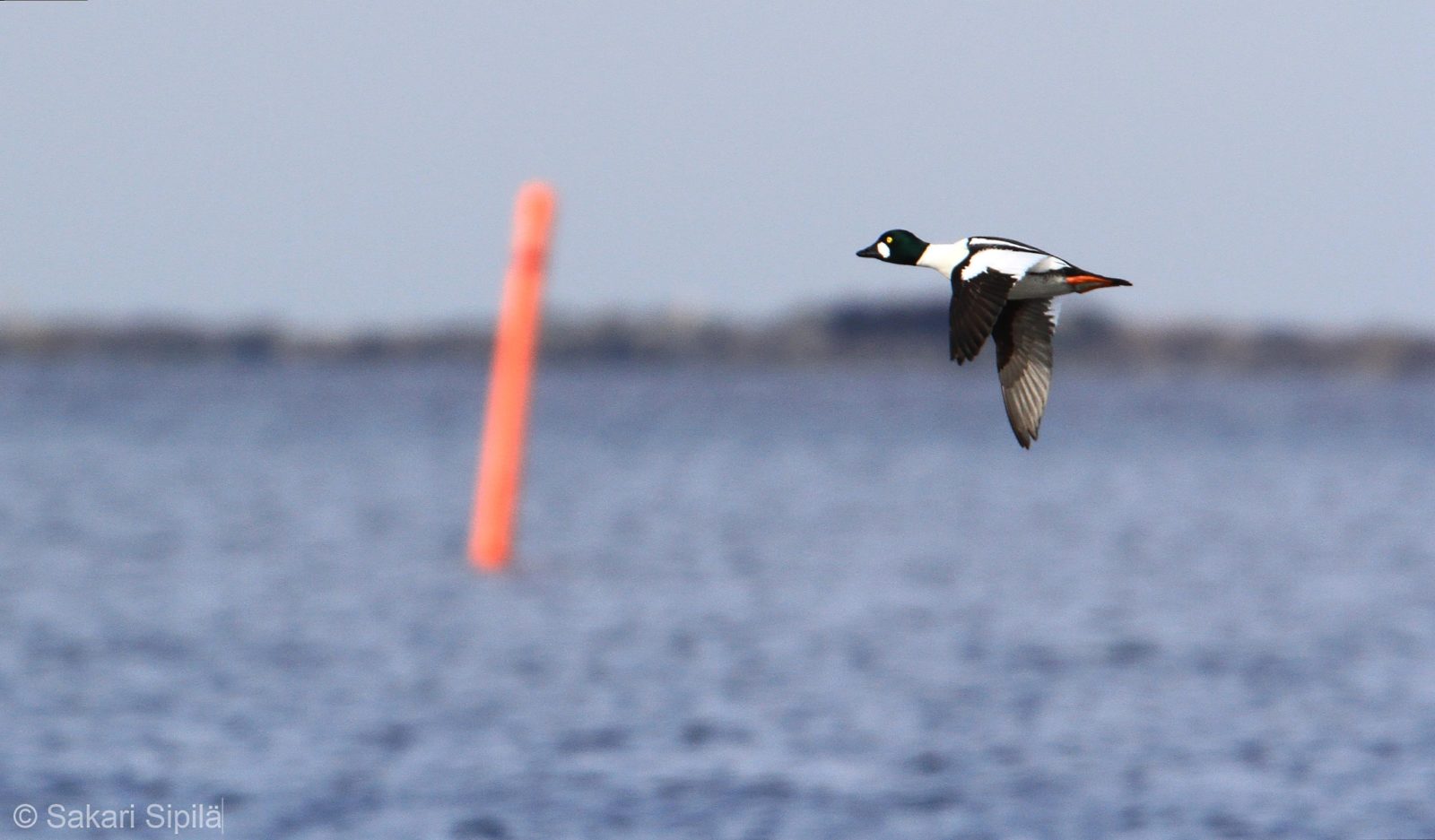 Valokuvaaja: Sakari Sipilä