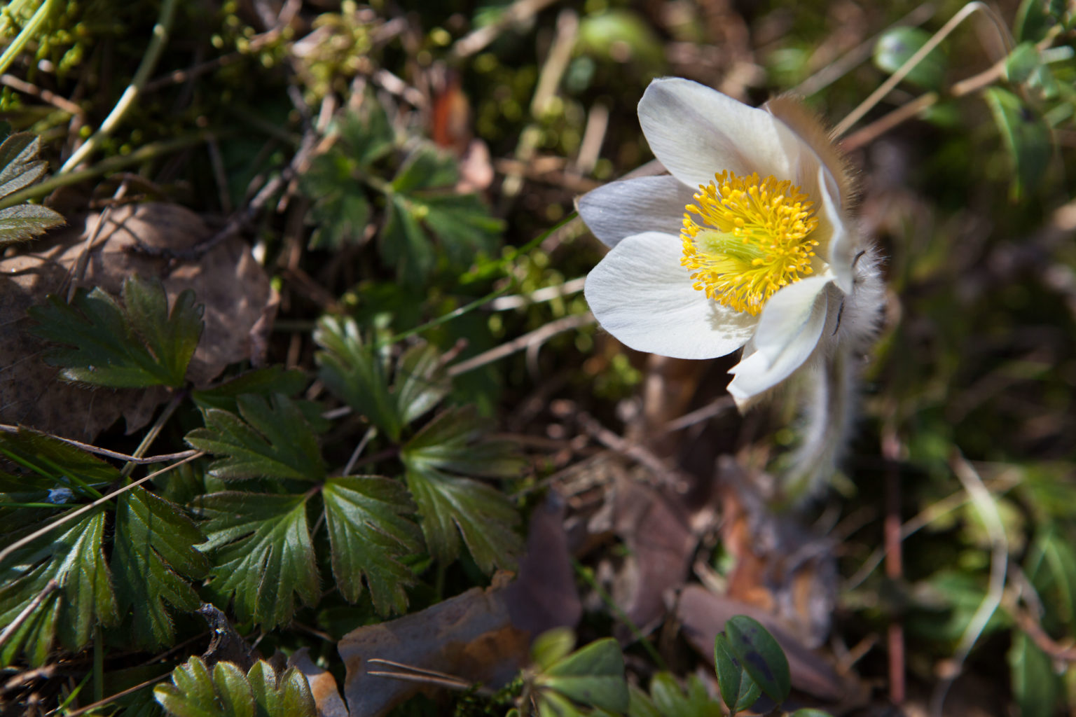 Valokuvaaja: Aarni Auerniitty