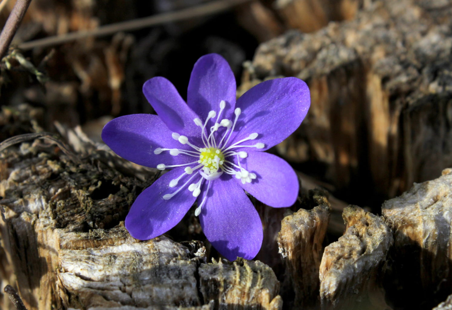 Valokuvaaja: Irja Lehtinen Valokuvaaja: Irja Lehtinen