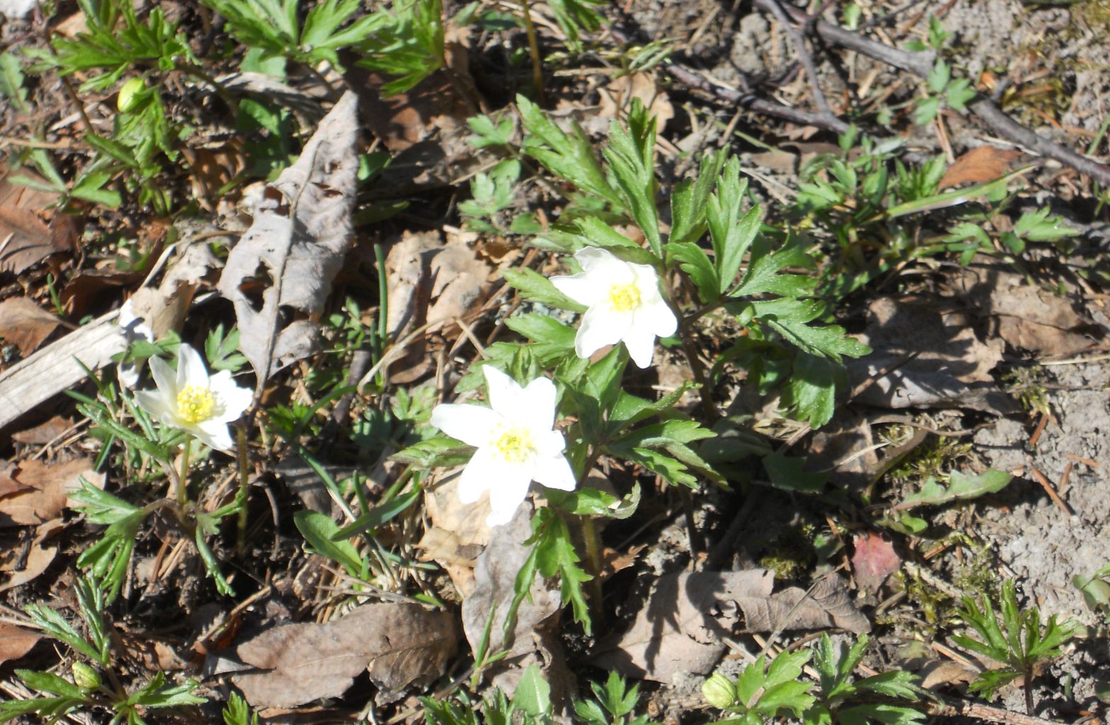 Valokuvaaja: Tiina Arlin Valokuvaaja: Tiina Arlin