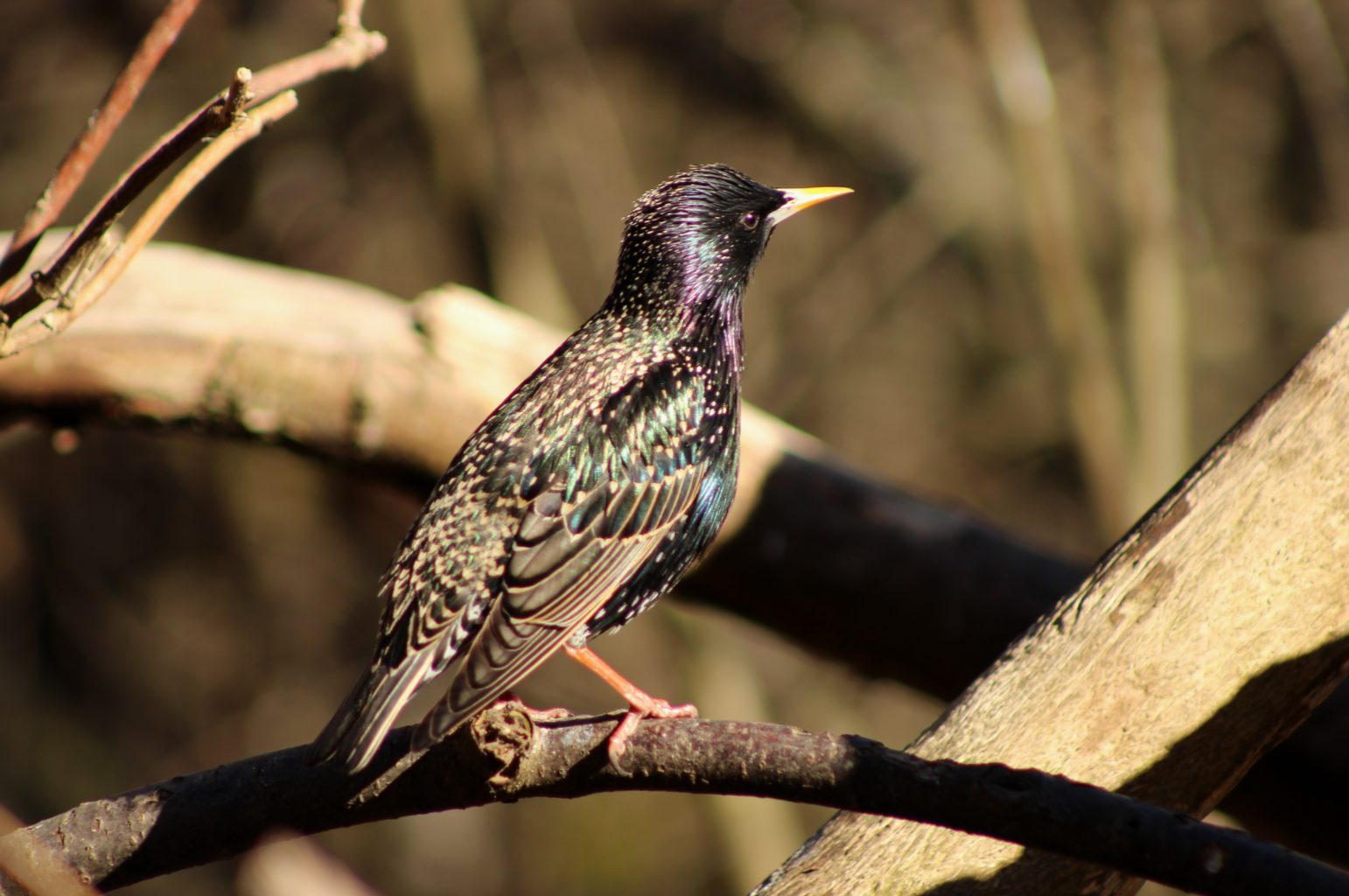 Valokuvaaja: Pirjo Hokkanen