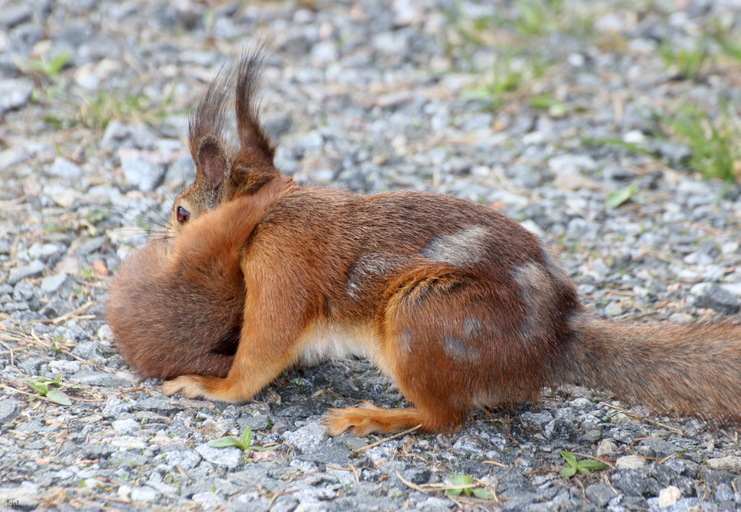 Valokuvaaja: Irja Lehtinen
