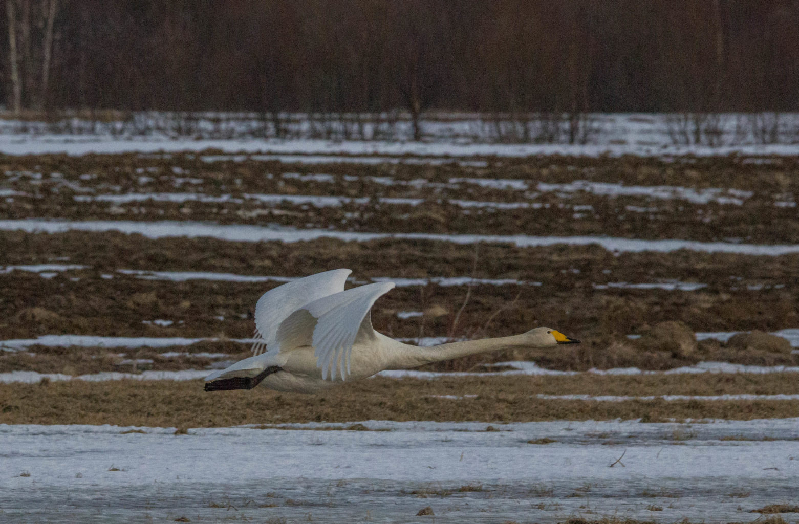 Valokuvaaja: marjatta koiksniemi