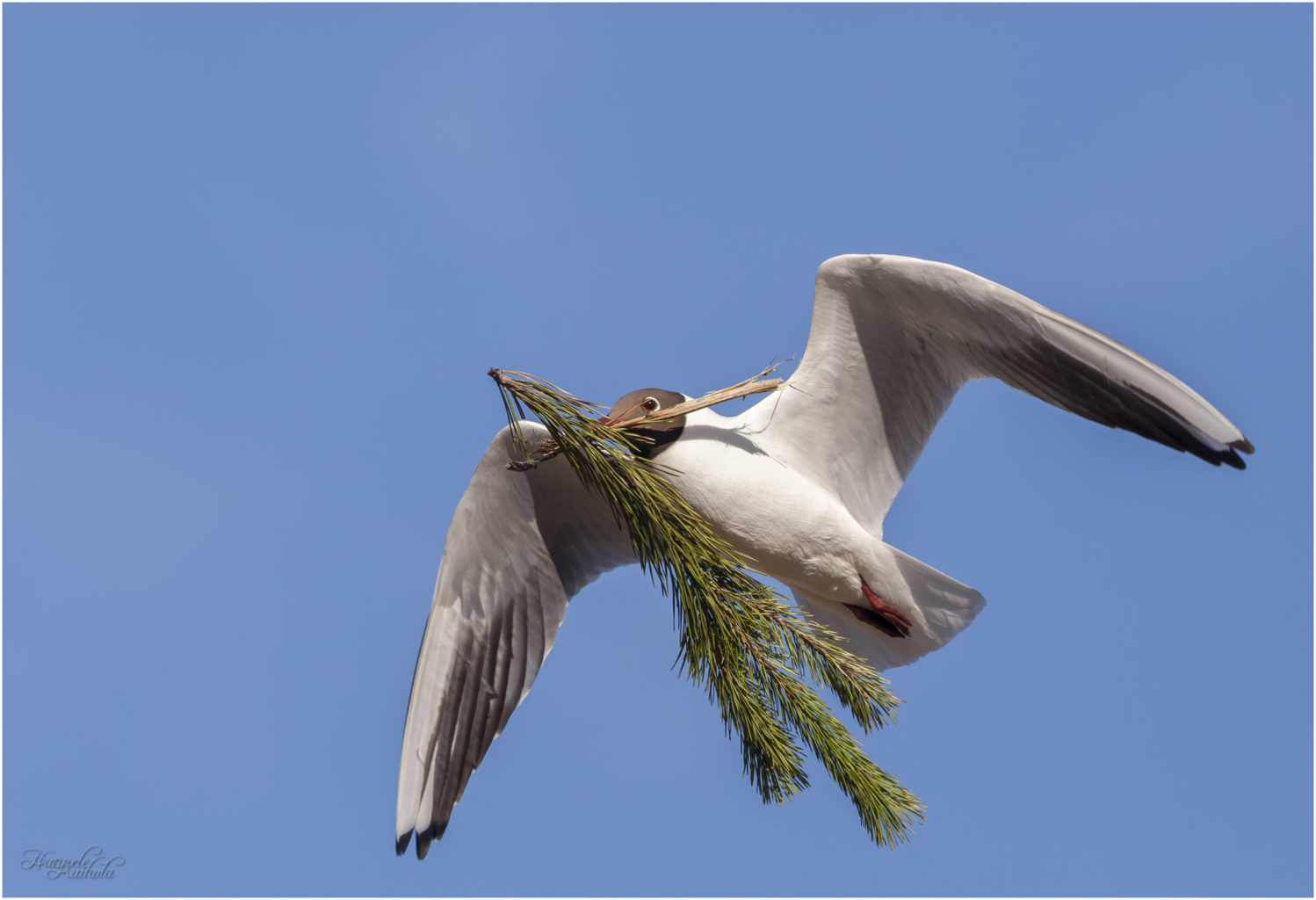 Valokuvaaja: Hannele Kaihola