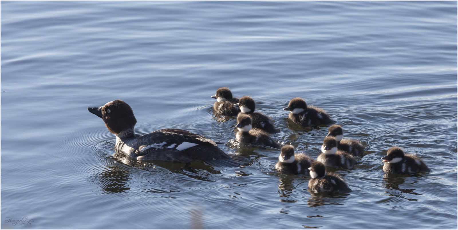 Valokuvaaja: Hannele Kaihola Valokuvaaja: Hannele Kaihola