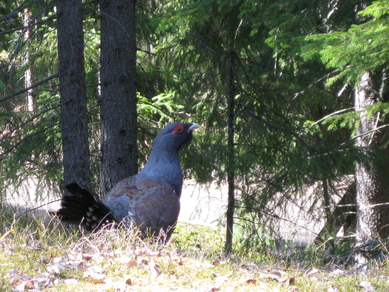 Valokuvaaja: Matti T. Laitinen