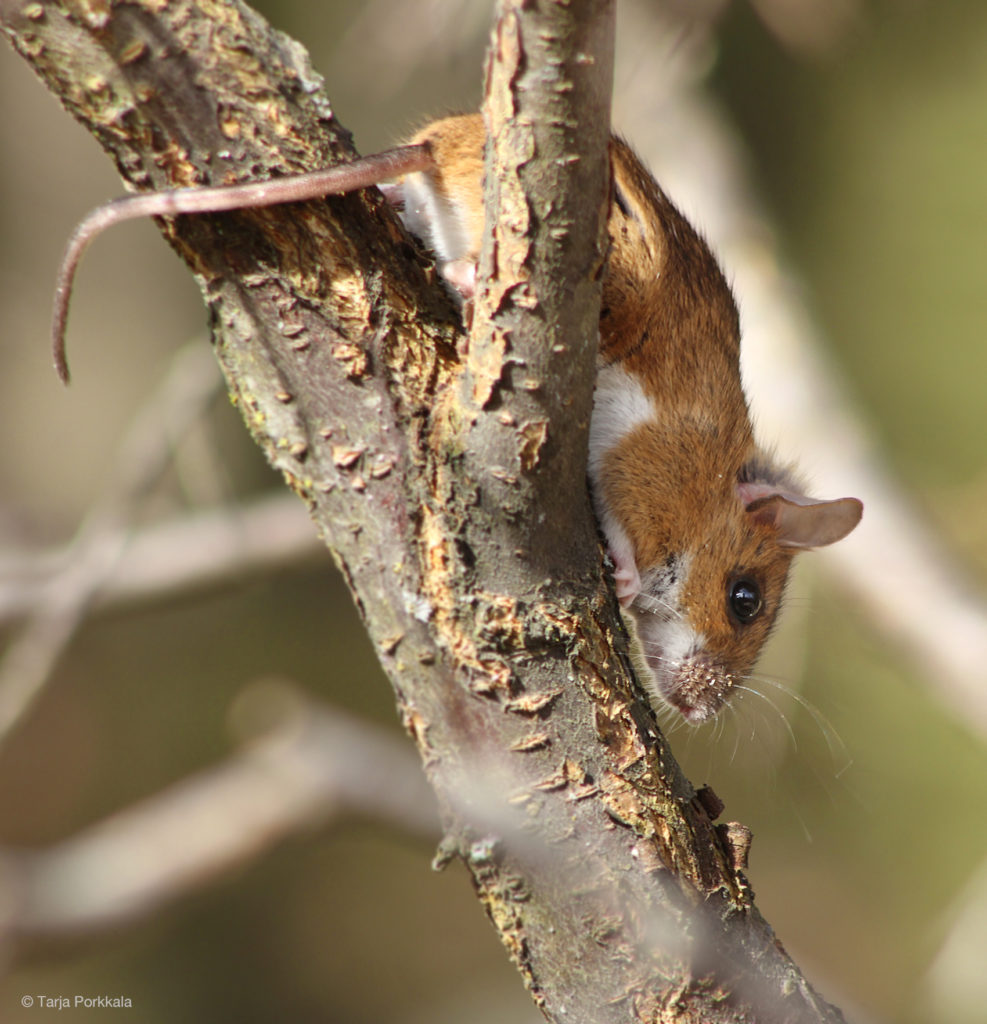 Valokuvaaja: Tarja Porkkala