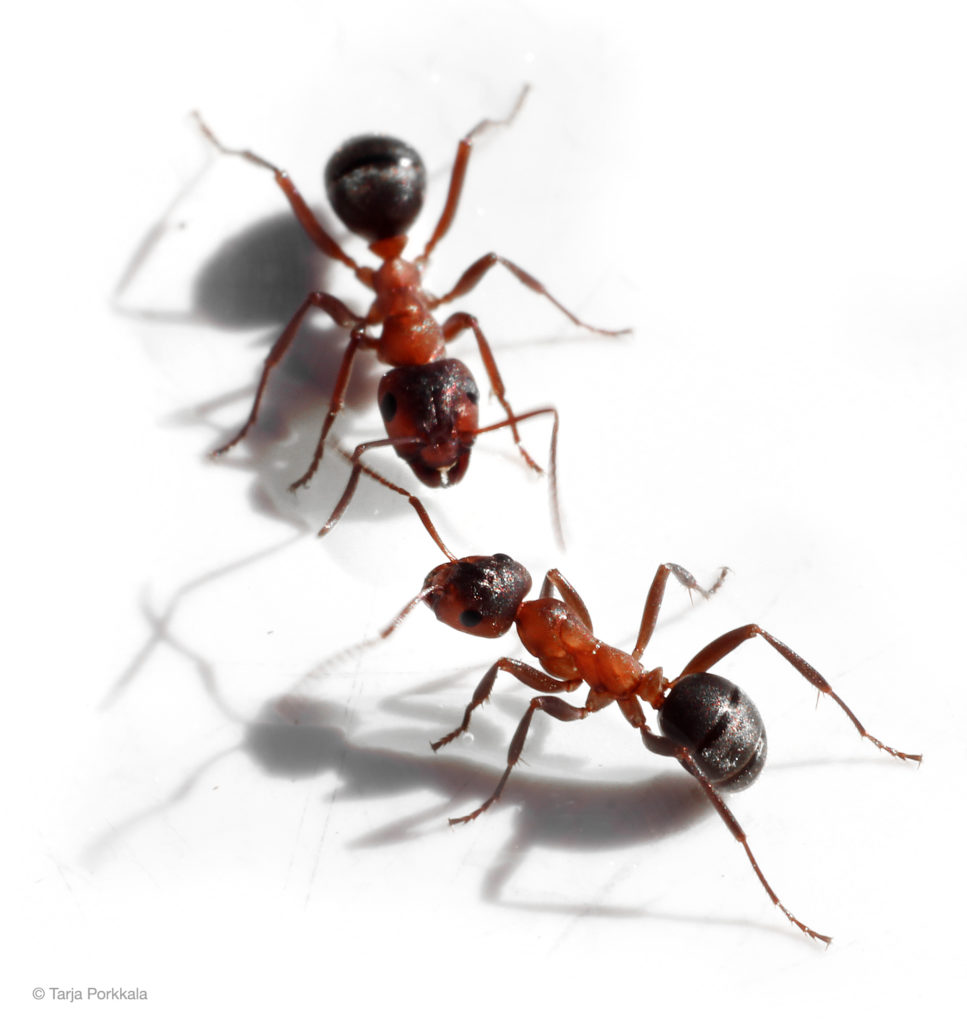 Valokuvaaja: Tarja Porkkala