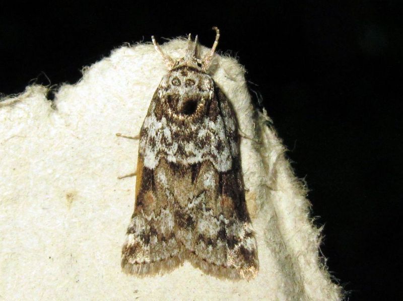 Valokuvaaja: Olavi Niemi Valokuvaaja: Olavi Niemi