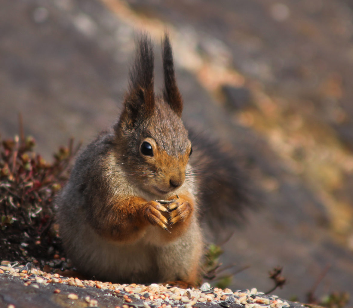 Valokuvaaja: Tarja Porkkala