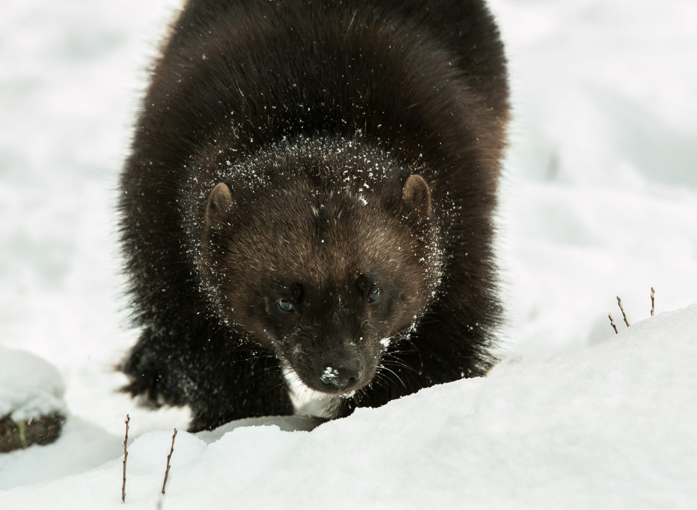 Valokuvaaja: Pekka Ovaskainen Valokuvaaja: Pekka Ovaskainen