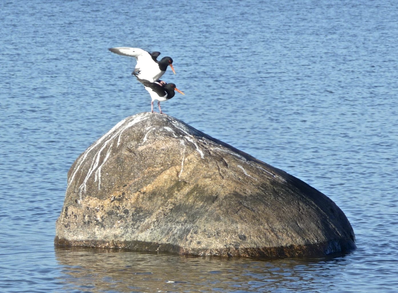 Valokuvaaja: Katri Lehtonen