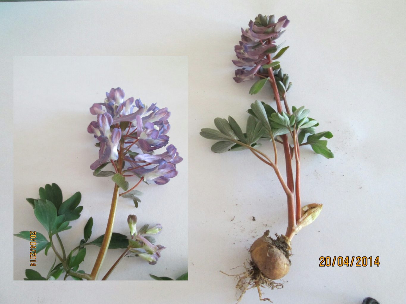 Valokuvaaja: Tuula Makkonen