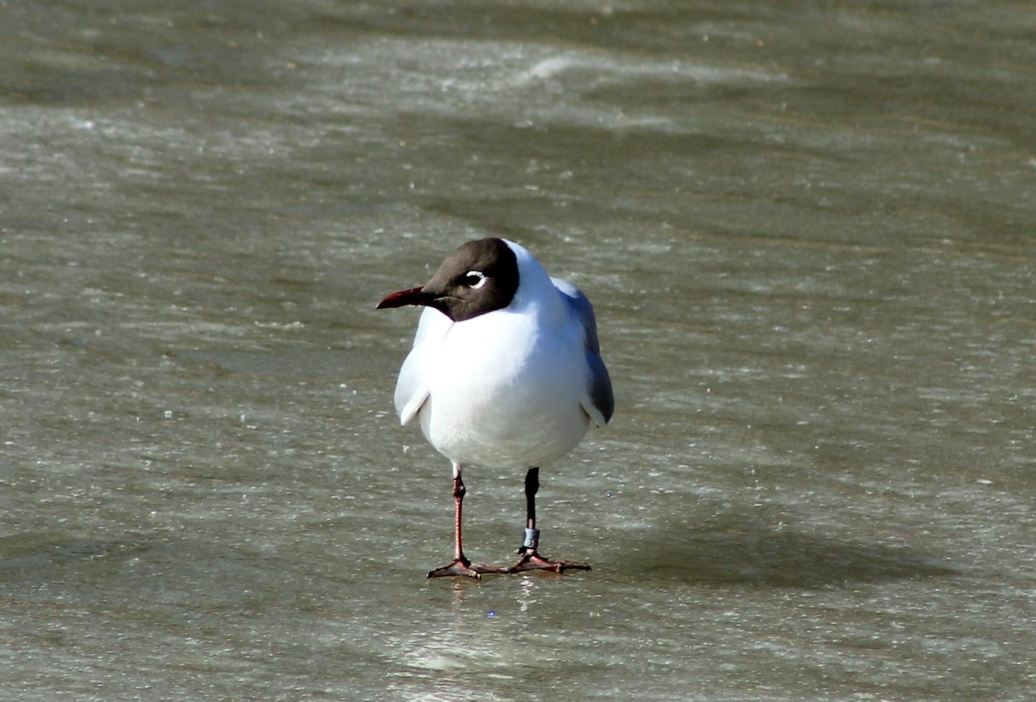 Valokuvaaja: Pirjo Hokkanen