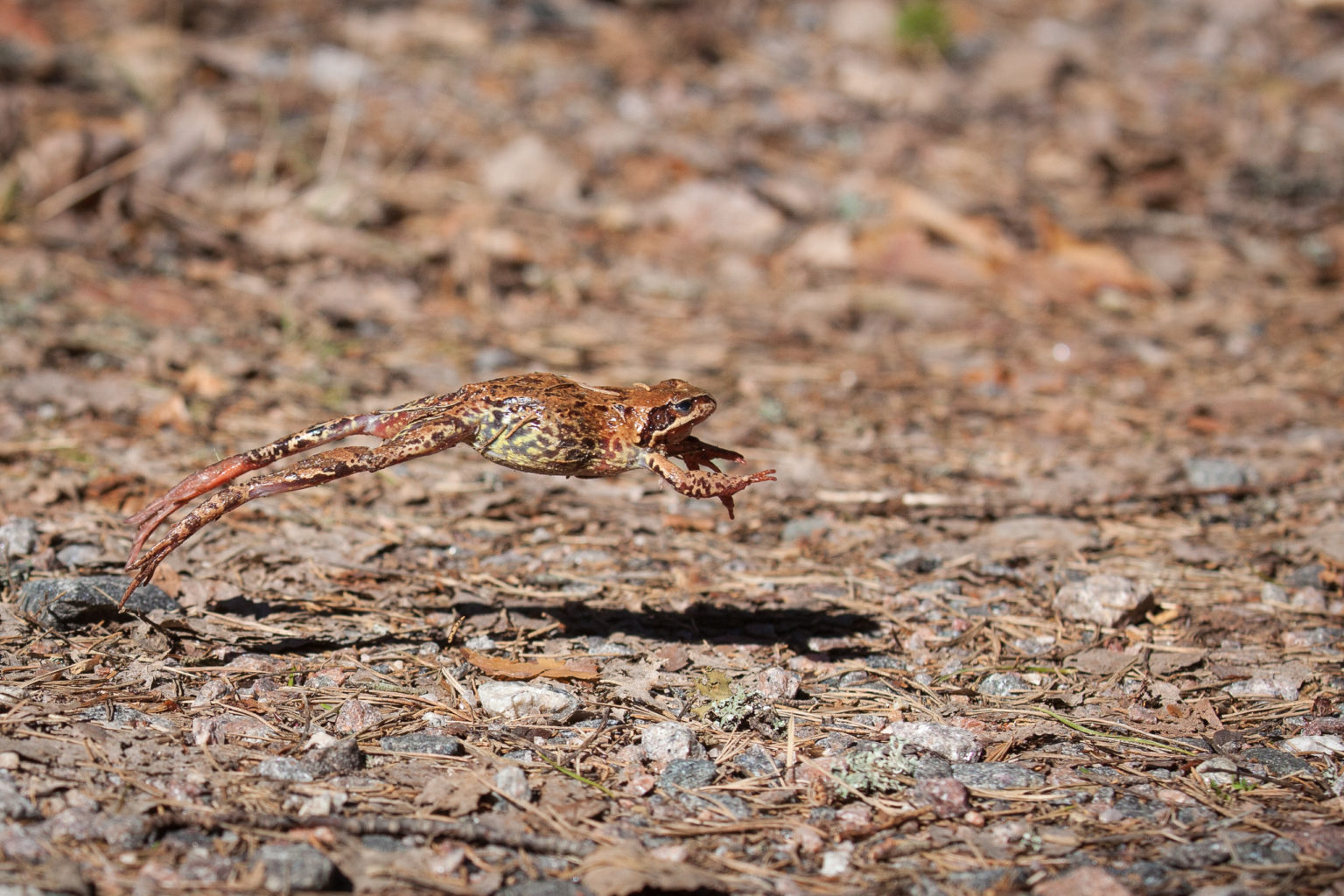 Valokuvaaja: Petteri Rantanen