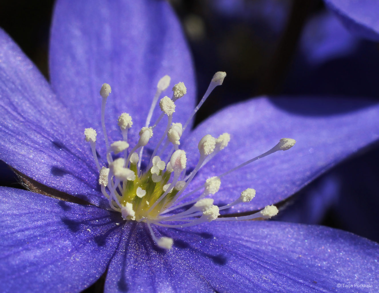 Valokuvaaja: Tarja Porkkala