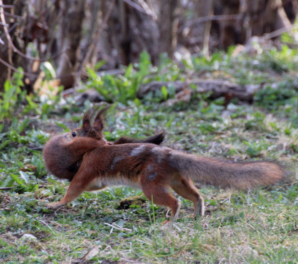 Valokuvaaja: Irja Lehtinen