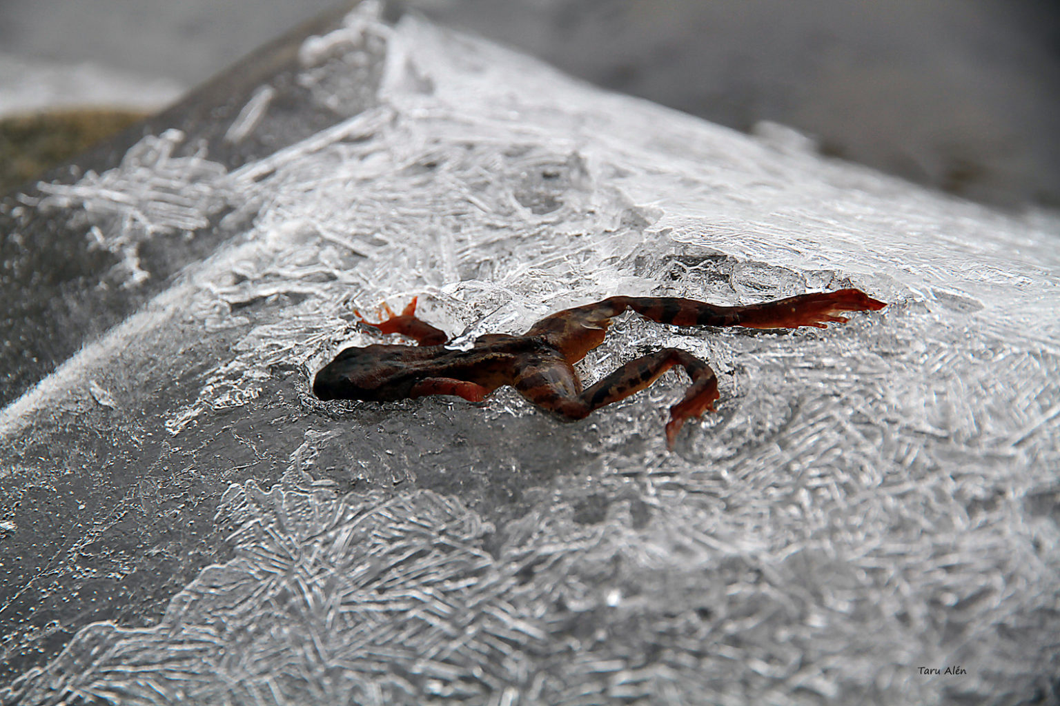 Valokuvaaja: Taru Alén