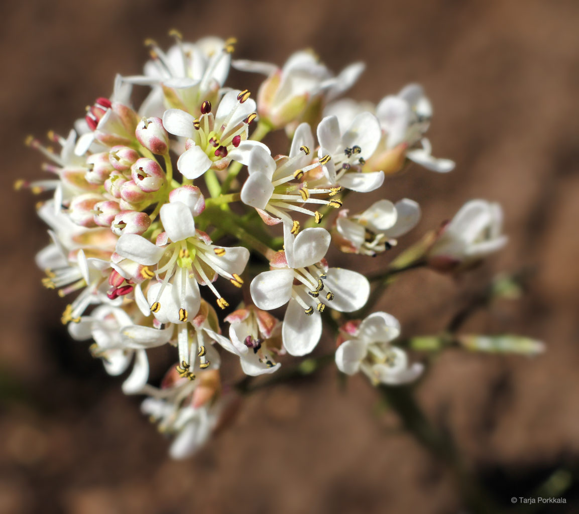 Valokuvaaja: Tarja Porkkala
