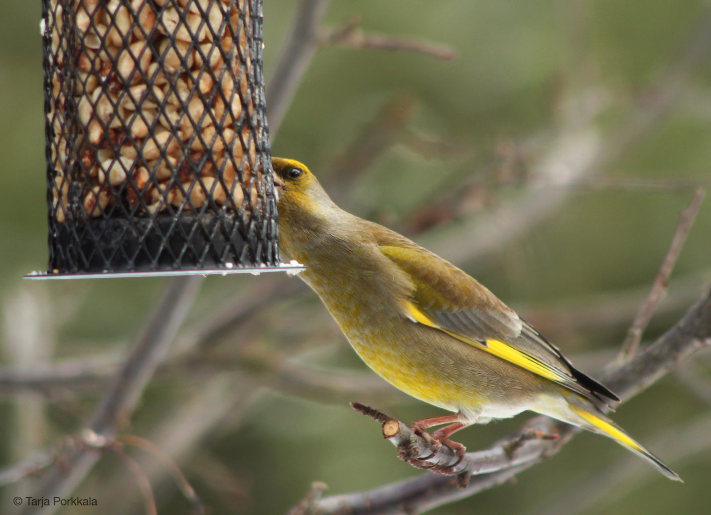 Valokuvaaja: Tarja Porkkala