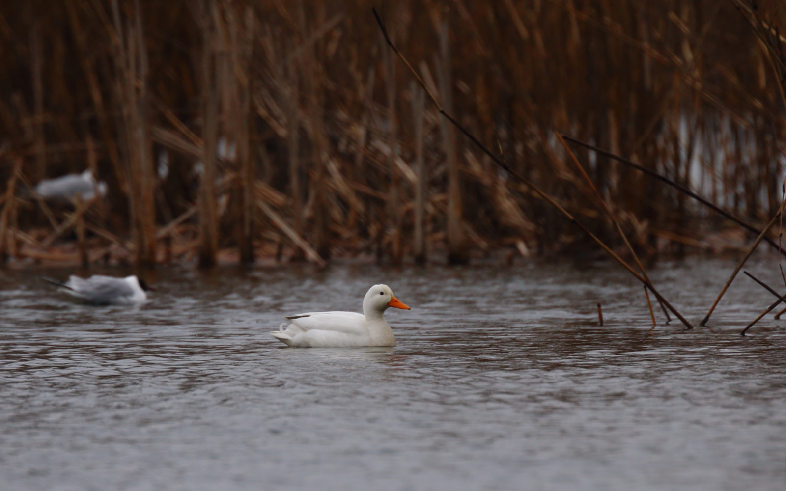 Valokuvaaja: Janne Haapa-aho