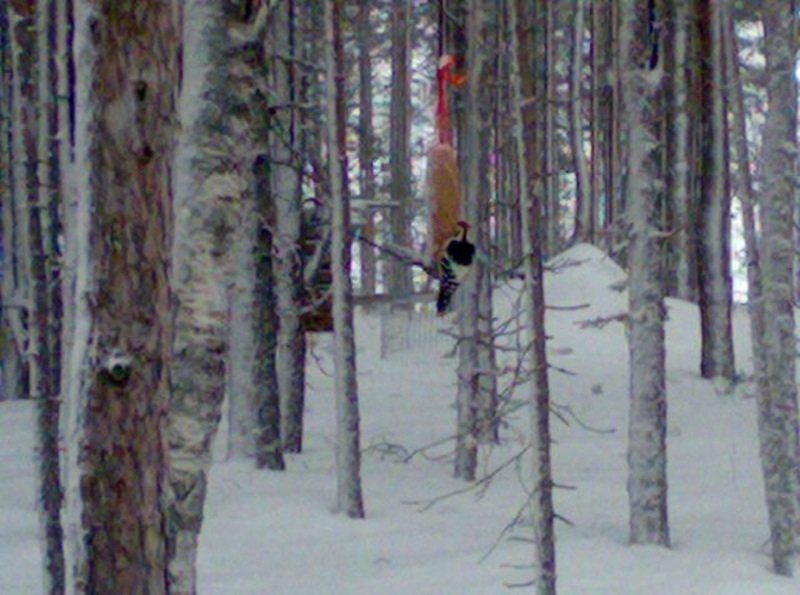 Valokuvaaja: Jari Ovaskainen 