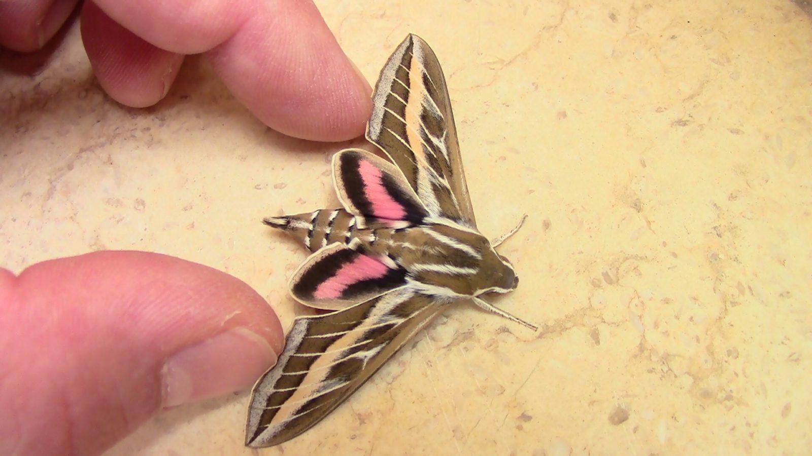 Valokuvaaja: Pia Lampinen