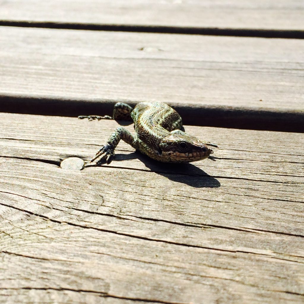 Valokuvaaja: Marcus Pellas